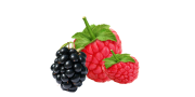raspberry-75025_1280 (1)
